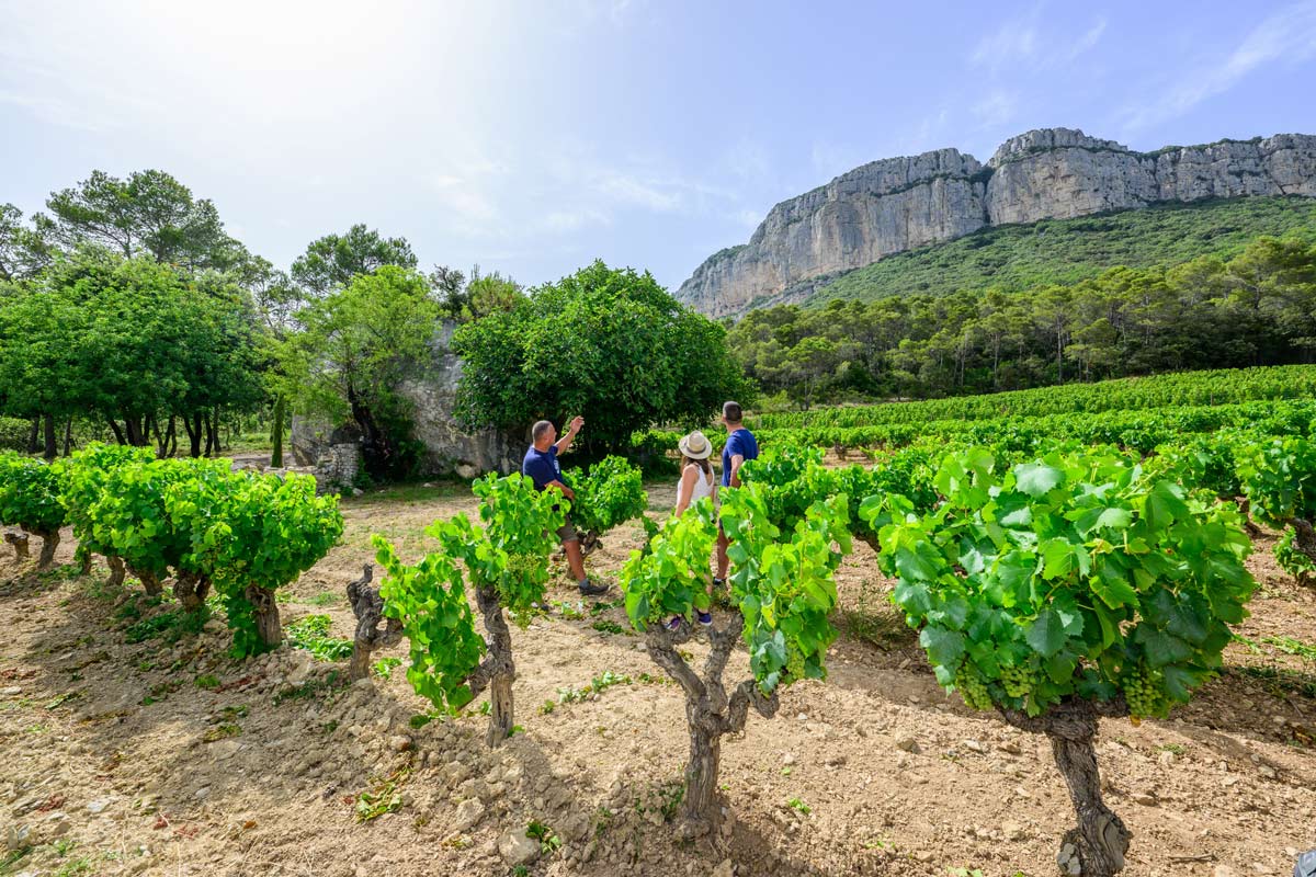 Oeunotourisme Mas Bruguière Hérault